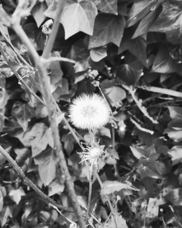 Diente de León. Desconexión al atardecer. 
Sigo en blanco y negro. 
. 
Es curioso que haya vuelto a escuchar flamenco gracias a las stories de @ryanadams 😸
. 
Me encontré con esta canción de Lole y Manuel que le encantaba a mi madre y solía cantar por casa... 🦋🥀
. 
#mobilephotography #nature #flowers #blackandwhite #blackandwhitephotography⚫️⚪️ #igfilter